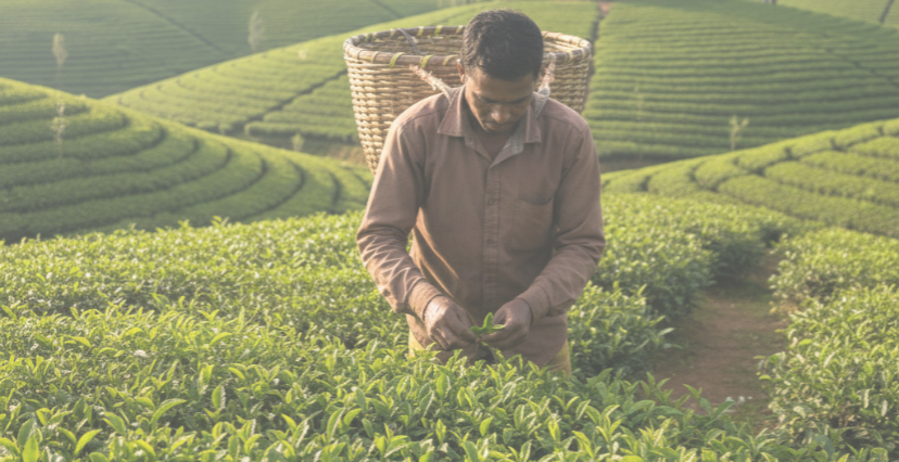 শ্রীমঙ্গলের ১০০% অথেন্টিক চা