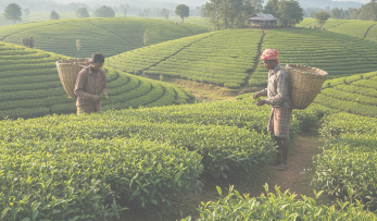 বাছাইকৃত সেরা <br> চা পাতা